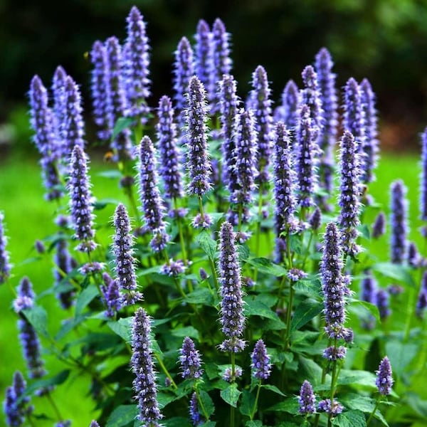 Korean Mint Seeds | Banga Agastache Rugosa Giant Purple Hyssop Licorice Huo Xiang Perilla Herb Vegetable Seed For 2024 Season Fast Shipping