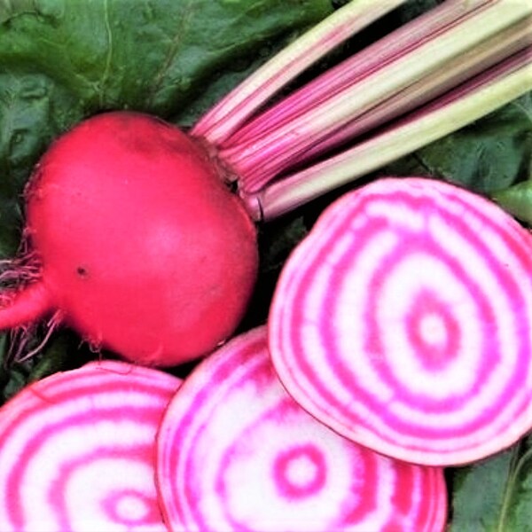 Candy Cane Striped Beet Seeds (Chioggia) | Bullseye Pink White Beets Mangel Italian Heirloom Root Vegetable Seed 2024 Season Free Shipping