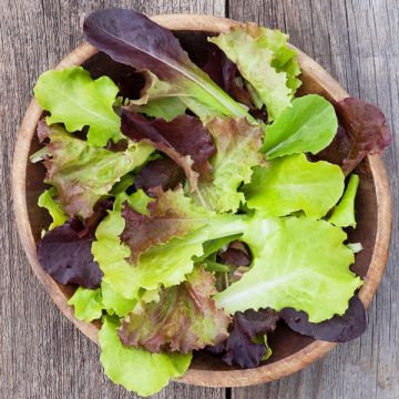 Gourmet Mix Salat Grüne Samen Garten Gemüse Frühling Mix