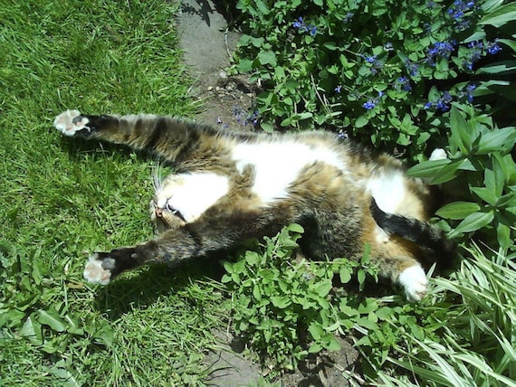 200 Graines d'Herbe à Chat Cataire - Nepeta Cataria - méthode BIO