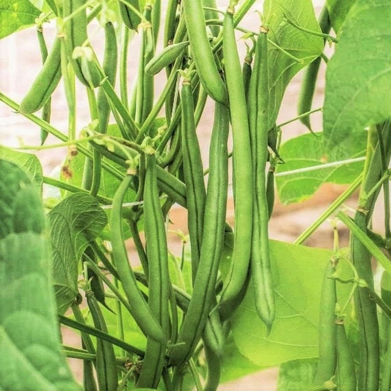 Blue Lake FM1K Green Bean Seeds pole Non GMO Stringless Etsy