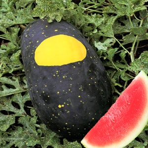 Moon and Stars Red Watermelon Seeds | Heirloom Watermelons Crimson Red Flesh Yellow Speckle Black Melon Fruit Seed 2024 Season Fast Shipping