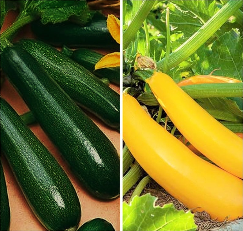 Combination Pack USA Garden Vegetable Zucchini Straightneck Seed For 2021 Season Fast Shipping Black and Yellow Summer Squash Seeds Mix