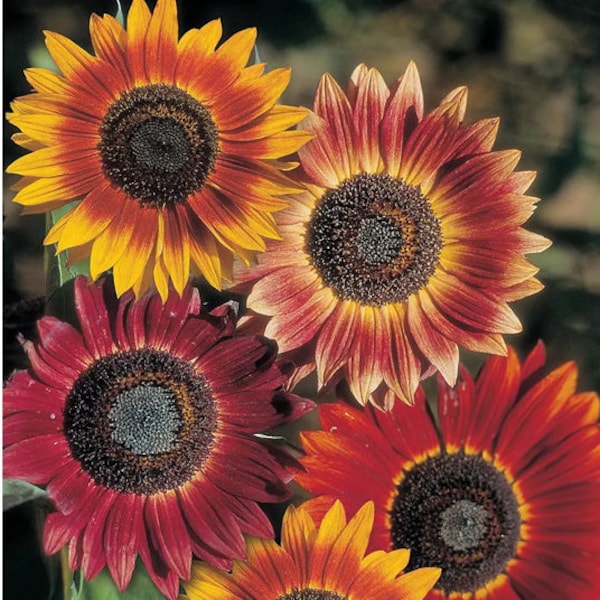 Rare Sunflower Seeds Etsy