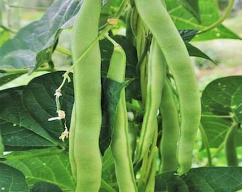 Lu Qing Romano Pole Bean Seeds | Non GMO Stringless Light Green Flat Beans Helda Italian Broad USA Vegetable Seed 2024 Season Fast Shipping