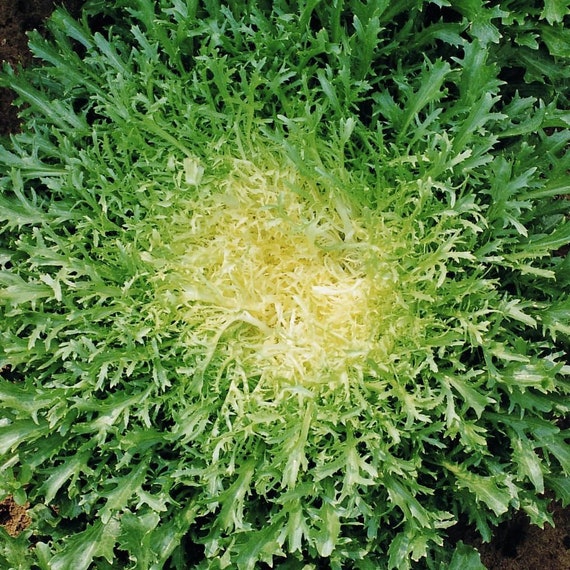 Curly Endive Seeds Green Curled Ruffec Frisee Lettuce Usa Etsy