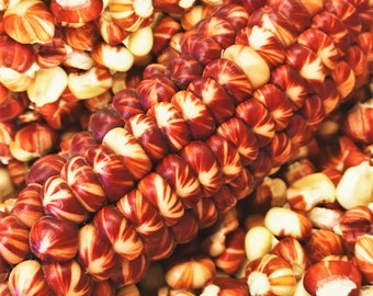 Starburst Manna Ornamental Corn Seeds | Red White Magic Painted Mountain Parching Indian Maize Untreated Seed for 2024 Season Fast Shipping
