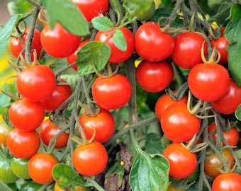 Large Red Cherry Tomato Seeds | Indeterminate Non GMO Patio Baby Vine Plum Grape Tomatoes Vegetable Fruit Seed For 2024 Season Fast Shipping