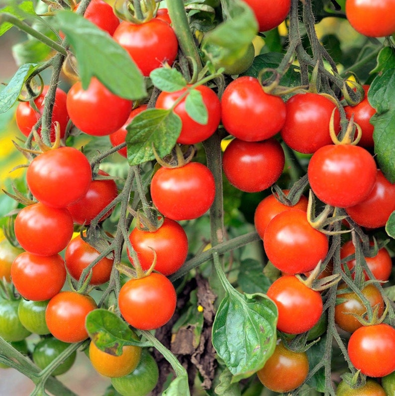 Large Red Cherry Tomato Seeds Indeterminate Non GMO Patio Etsy