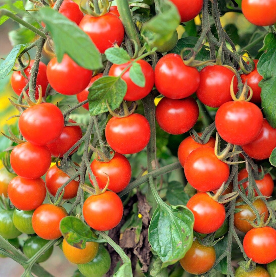 Large Red Cherry Tomato Seeds Indeterminate Non GMO Open Etsy
