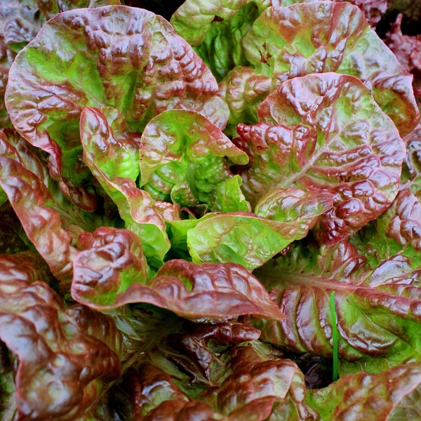 Ruby Red Lettuce Seeds | Non GMO Heirloom Rouge Bronze Loose Leaf Romaine Garden Vegetable Spinach Green Salad Seed 2024 Fast Shipping