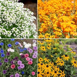 Birds, Bees, Butterflies Pollinator Mix Flower Seeds 22 Species Variety Fragrant Color Annual Perennial Flowers Seed 2024 Fast Shipping image 6