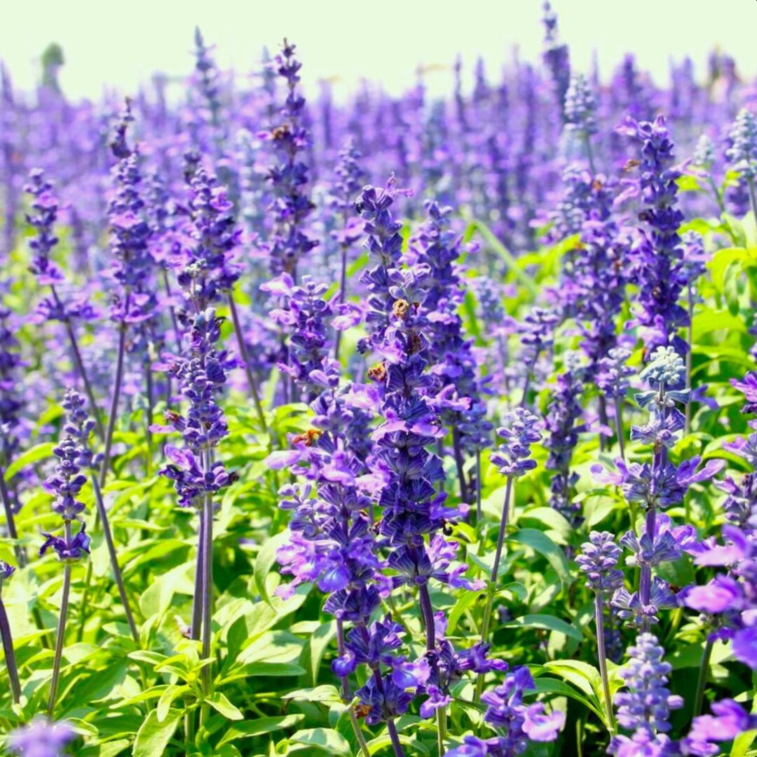 Blue Hyssop Seeds Hyssopus Officinalis Syrian Oregano Mint Lavender