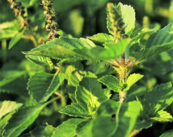 Green Leaf Holy Basil Seeds (Kapoor Tulsi) | Ocimum Sanctum Tenuiflorum Tulasi Thai Sweet Flower Kra Pow Herb Seed For 2024 Fast Shipping