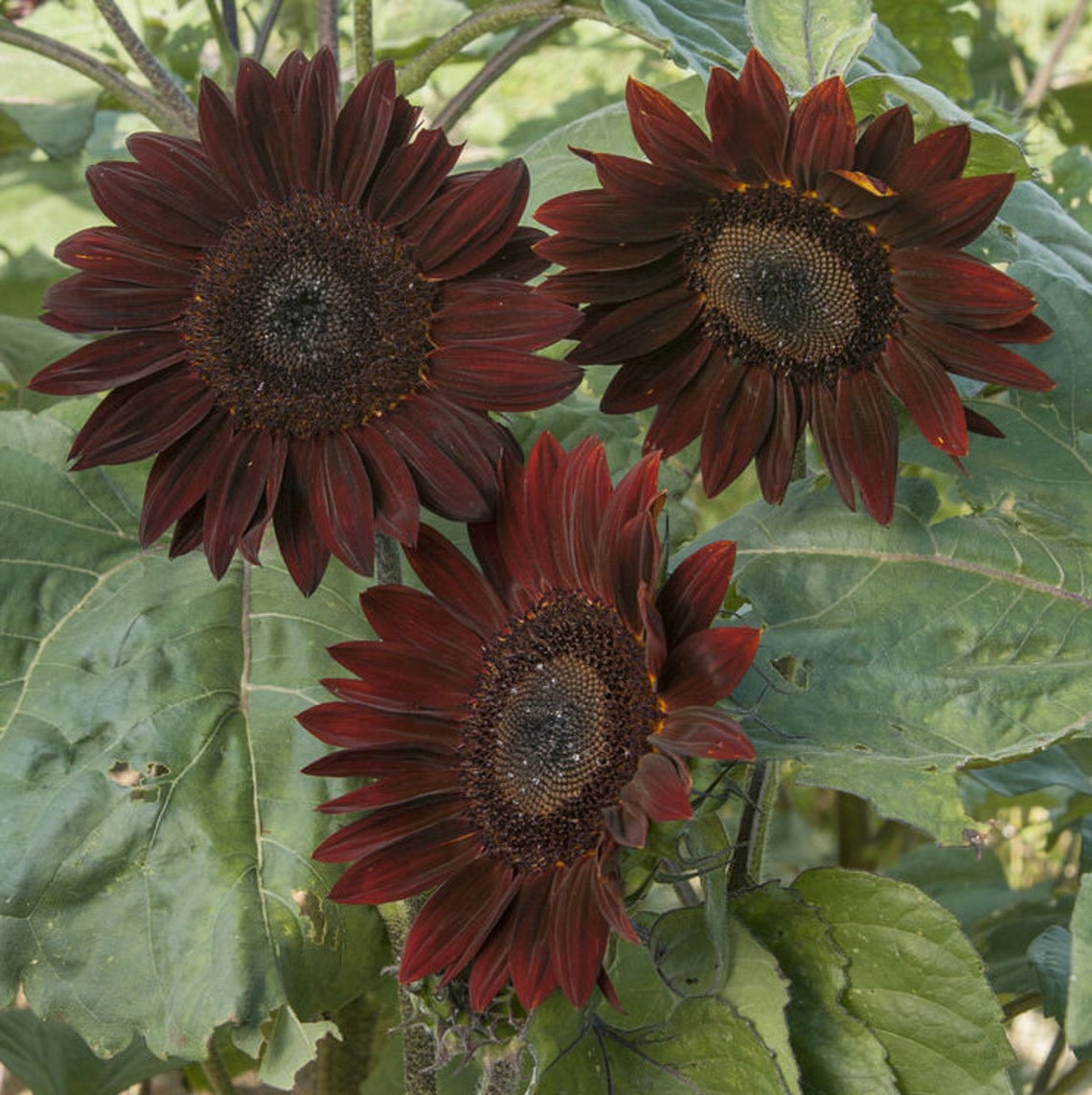Chocolate Cherry Sunflower Seeds USA Garden Flowers Summer Etsy