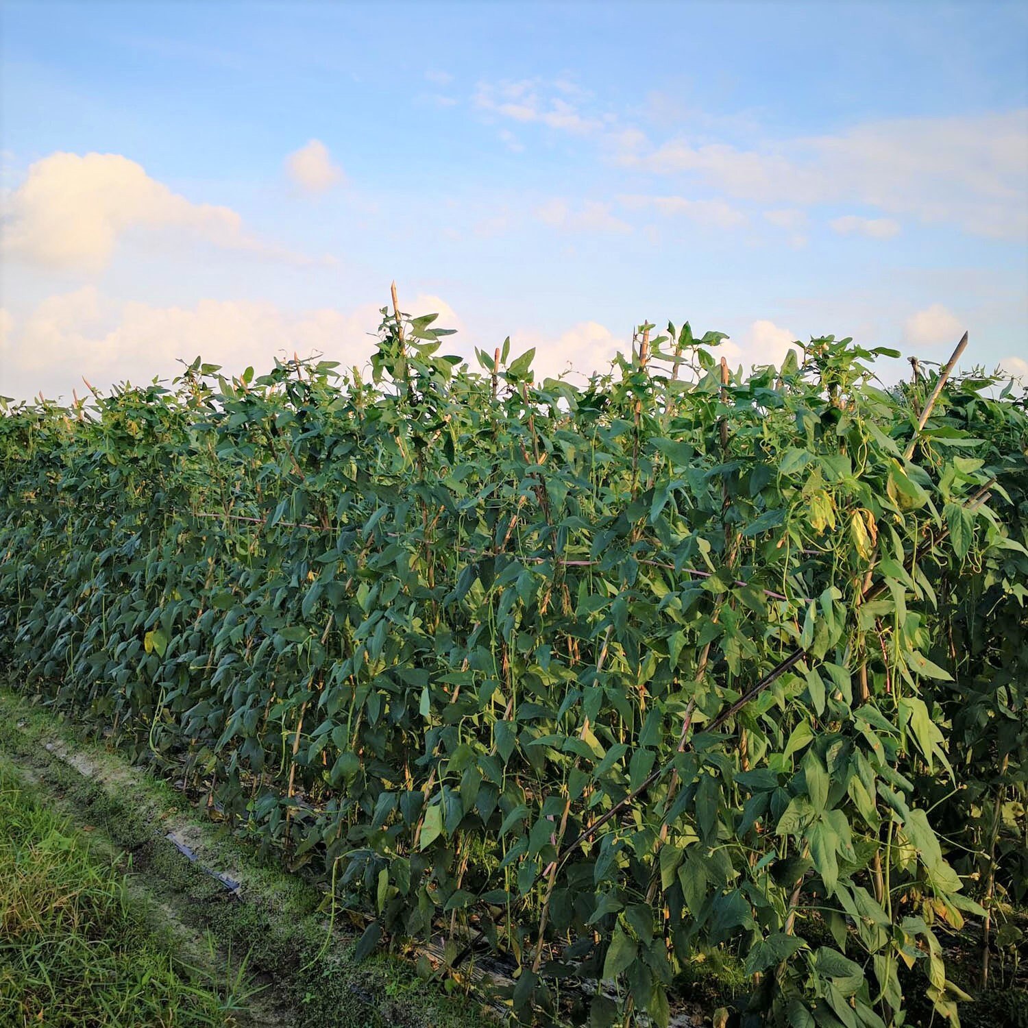 Iron and Clay Cowpea Seeds Southern Field Pea Cover Crop Etsy