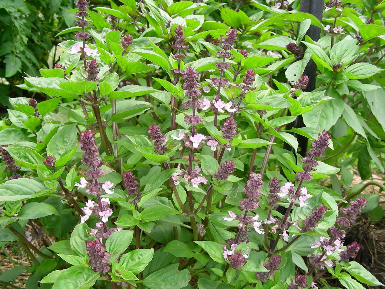 Cinnamon Basil Seeds Ocimum Basilicum Pot Herb Garden Etsy