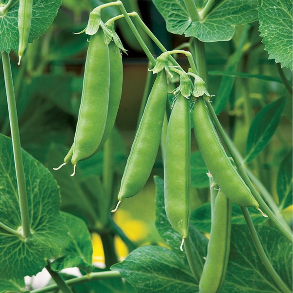 Sugar Daddy Snap Pea Seeds | Non GMO Heirloom USA Garden Vegetable Sweet Asian Chinese Snow Peas Seed For 2024 Season Fast Shipping