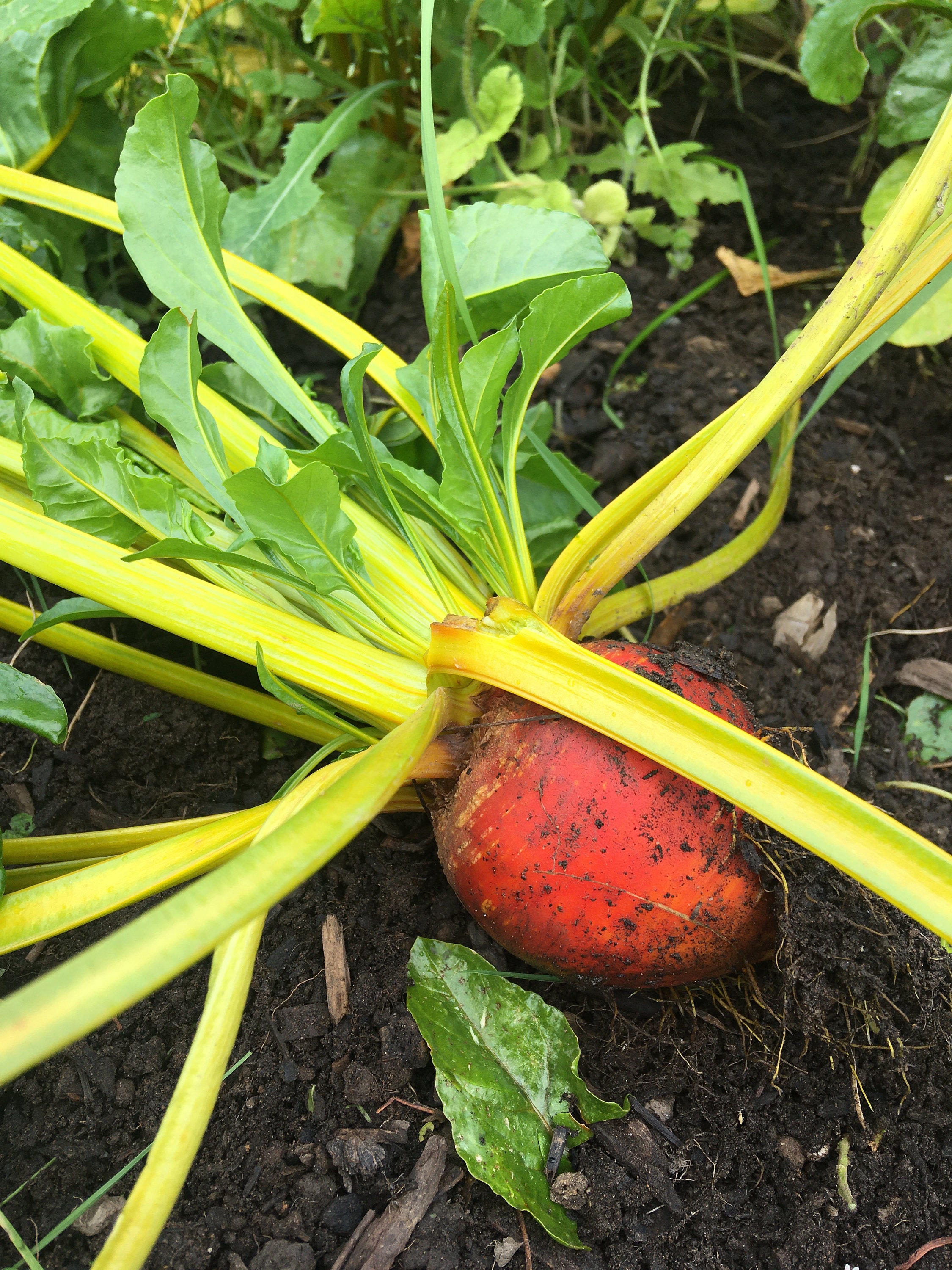 Golden Beet Seeds USA Garden Vegetable Beetroot Plant Root Etsy