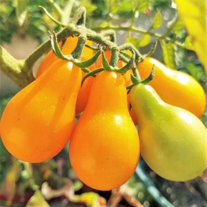 Yellow Pear Tomato Seeds | Indeterminate Golden Teardrop Baby Tomatoes Orange Plum Cherry Fruit Vegetable Seed For 2024 Season Fast Shipping