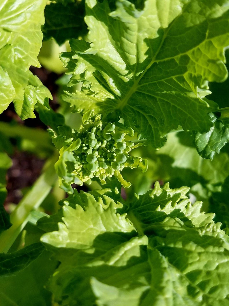 Broccoli Rabe Seeds Broccoli Raab Spring Rapini Broccolini Etsy