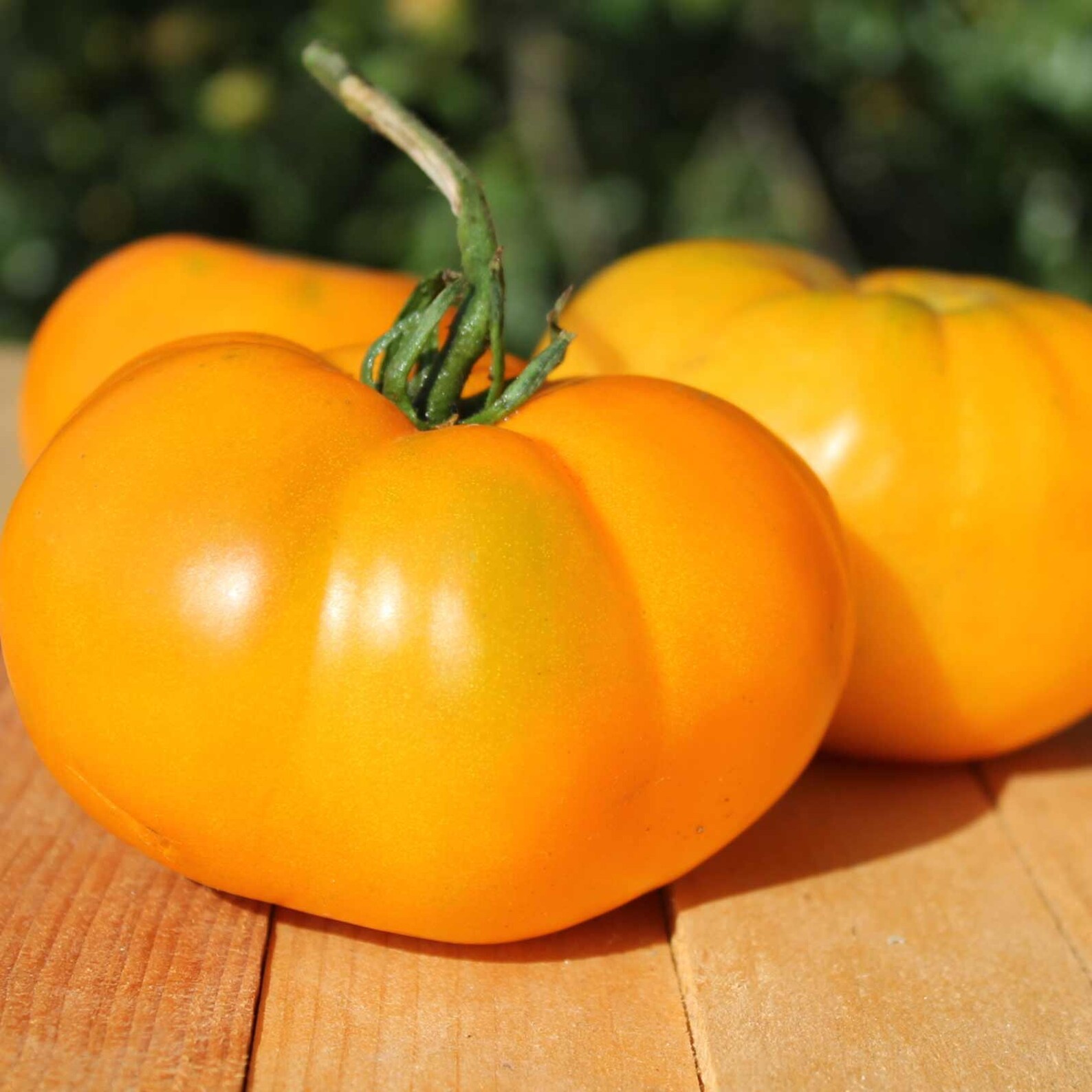 Yellow Brandywine Tomato Seeds Indeterminate Large Beefsteak Etsy