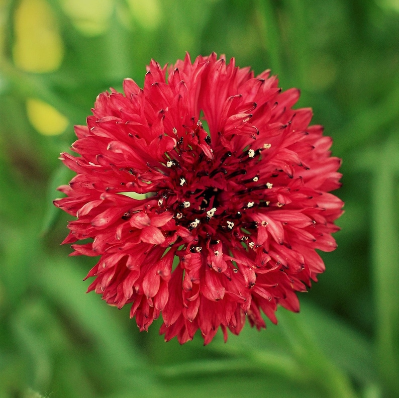 Red Bachelor Button Seeds Non GMO Heirloom USA Tall Etsy