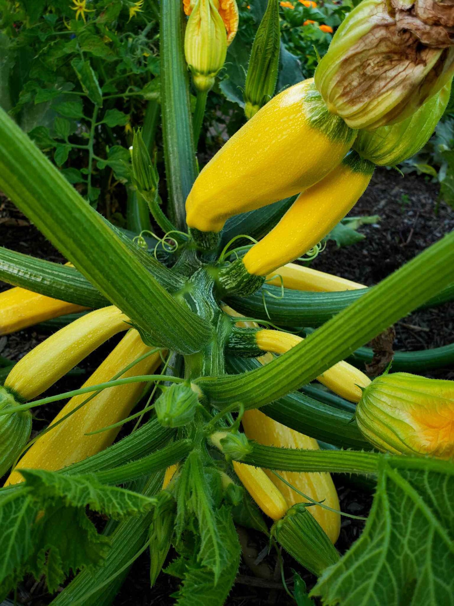 Golden Zucchini Seeds Yellow Zucchini Summer Squash Kousa Etsy
