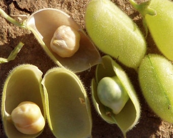 Wunder Kichererbse Samen | Non GMO Erbstück Garbanzo Ägyptische Vegan Kichererbse Bohne Natürliche Protein Gemüsesamen Für die Saison 2024 Schneller Versand