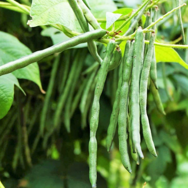 Jade Green Bean Seeds (Bush) | Slender Delicate Stringless Haricot Vert Beans Non GMO Garden Vegetable Seed for 2024 Season Fast Shipping