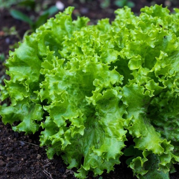 Black Seeded Simpson Green Leaf Lettuce Seeds | Lactuca Sativa Salad Spinach Bibb Non GMO Garden Vegetable Seed 2024 Season Fast Shipping