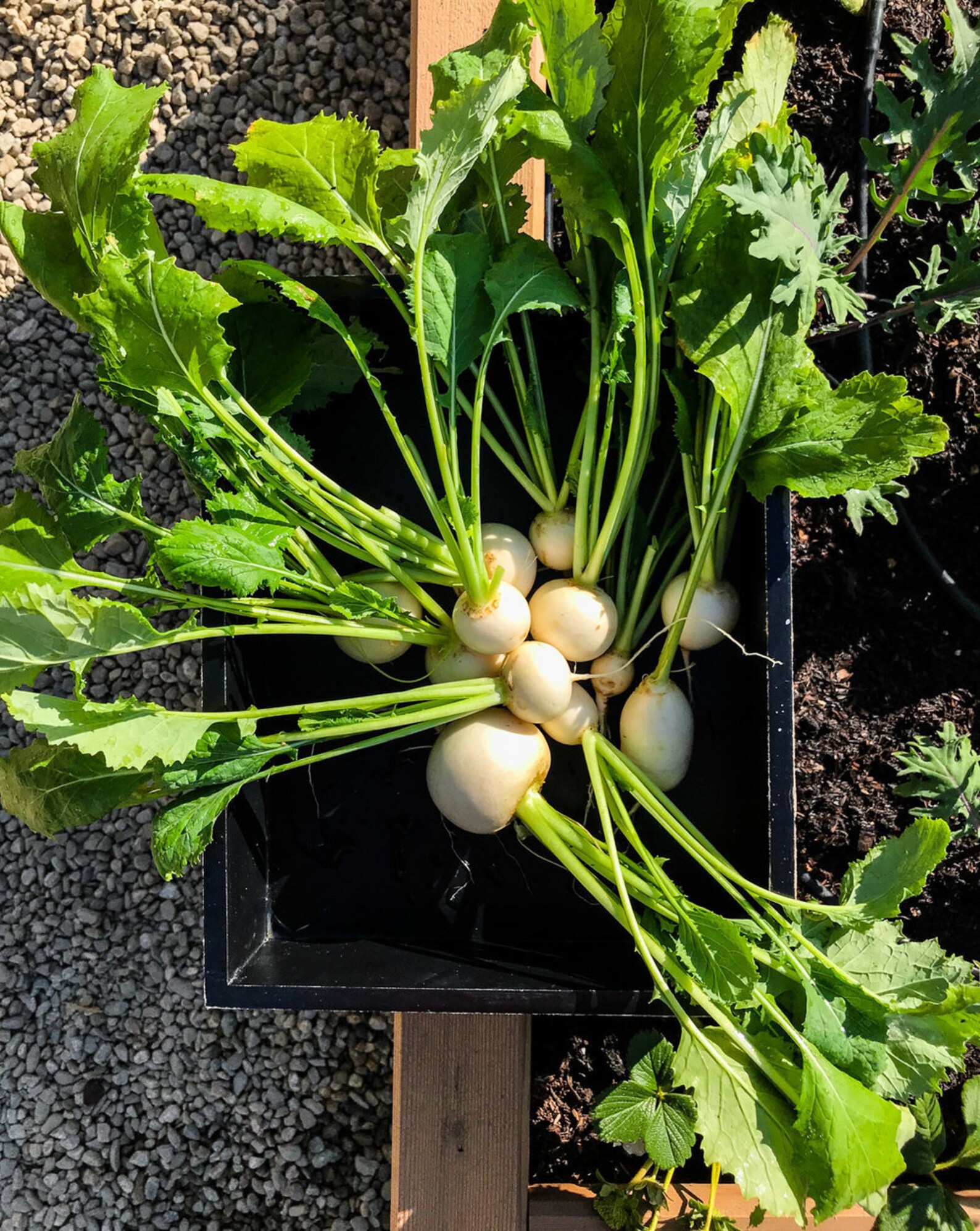 Shogoin Japanese Turnip Seeds Nongmo Heirloom Garden Hakurei Etsy