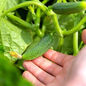 Parisian Gherkin Cucumber Seeds French Cornichon Baby Cucumbers Pickle Mini Kirby F1 Hybrid Vegetable Seed For 2024 Season Fast Shipping image 3