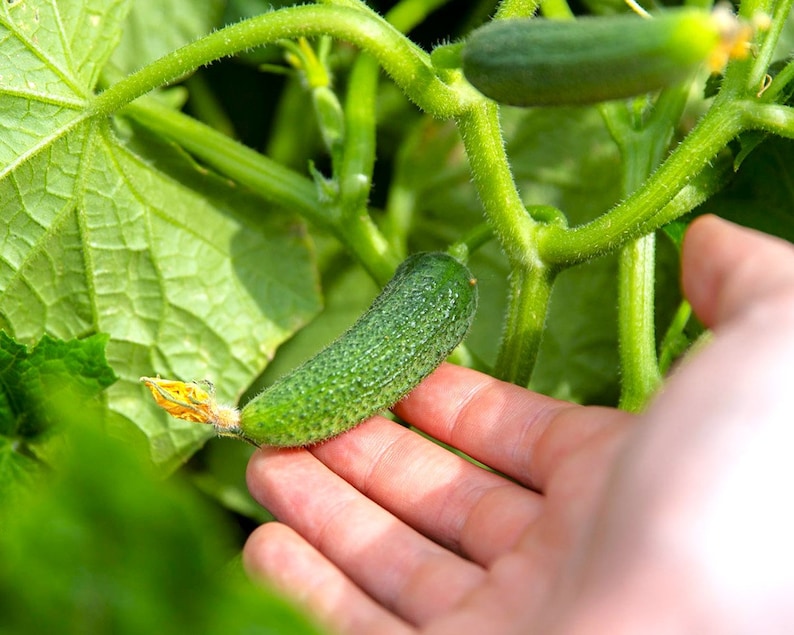 Parisian Gherkin Cucumber Seeds French Cornichon Baby Cucumbers Pickle Mini Kirby F1 Hybrid Vegetable Seed For 2024 Season Fast Shipping image 3