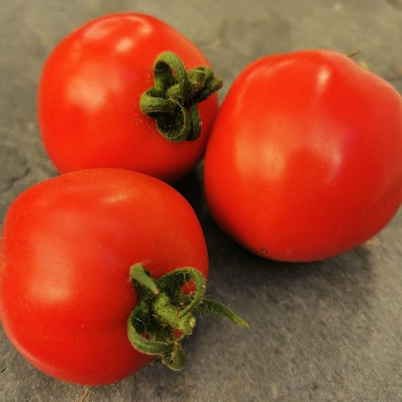 Home & Living Jetsetter Tomato Seeds Seeds & Seed Bombs etna.com.pe