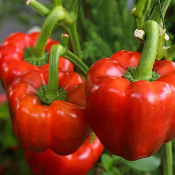 Yolo Wonder Improved Sweet Bell Pepper Seeds Red & Green Etsy