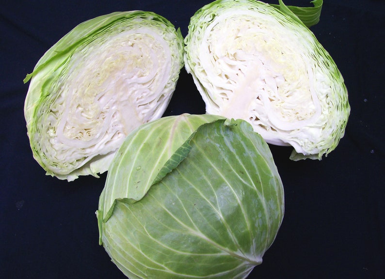 Late Flat Dutch Cabbage Seeds Non GMO Heirloom Green Etsy