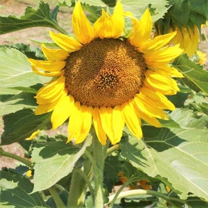 Dwarf Sunspot Sunflower Seeds Helianthus Anuus Short Stuff Big Smile ...