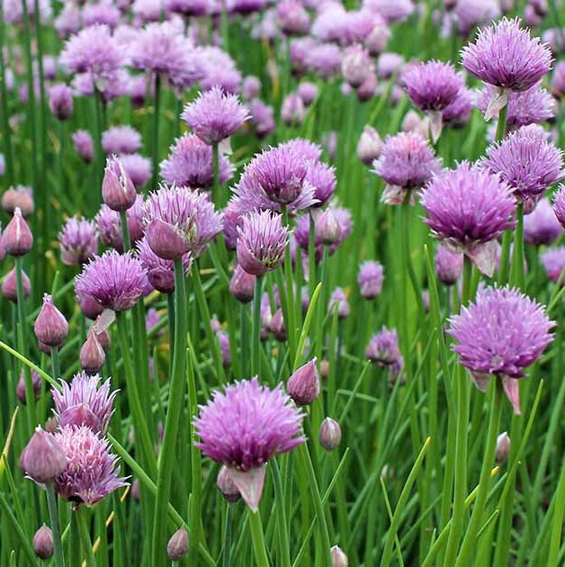 Onion Chives Seeds USA Garden Perennial Herbs Flower Green Etsy