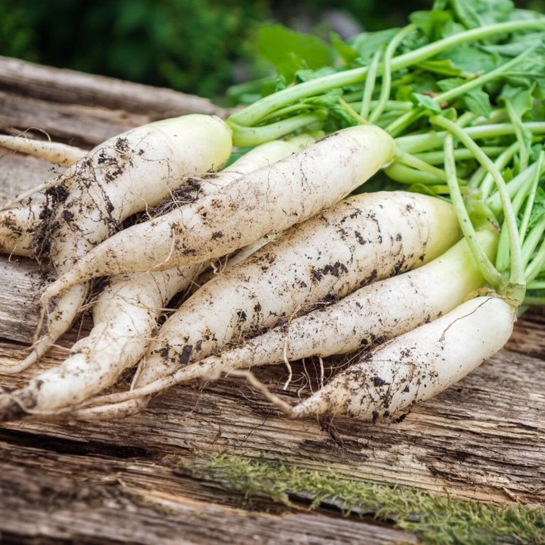 White Icicle Radish Seeds Baby Daikon Heirloom USA Garden Chinese