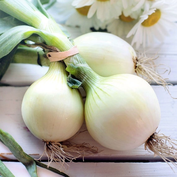 White Sweet Spanish Onion Seeds USA Garden Vegetable Green Etsy