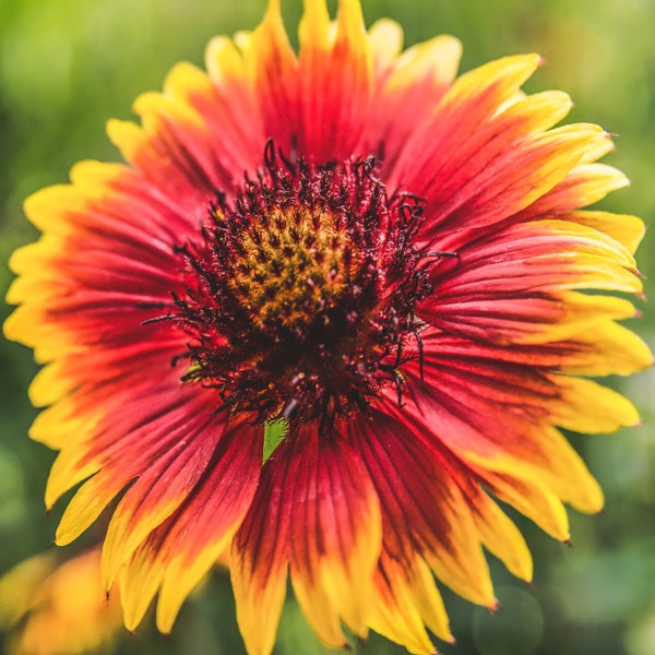 Indian Blanket Flower Seeds | Gaillardia Firewheel Garden Sunflower Sun Flower Red Yellow Seed NonGMO Heirloom 2024 Season Fast Shipping