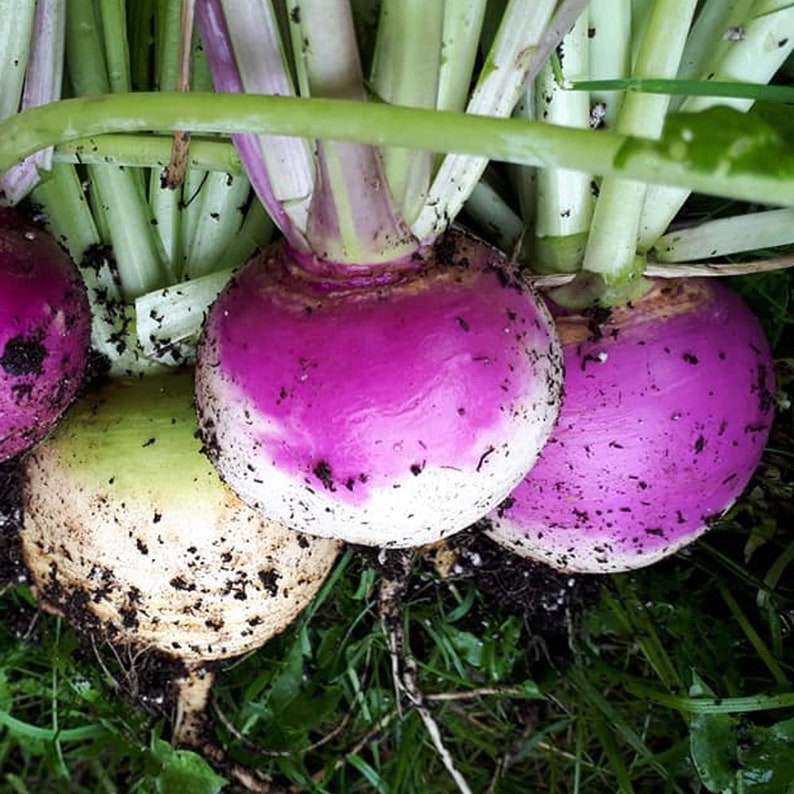 Purple Top Turnip Seeds USA Garden Vegetable Organic Turnips Etsy