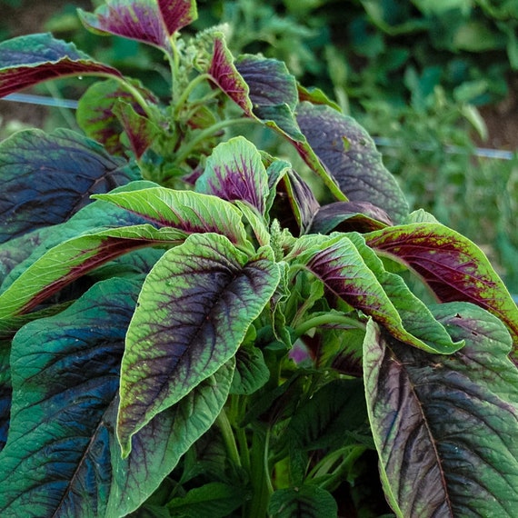 Red Leaf Amaranth Seeds 苋菜 아마란스 ई Amaranthus Tricolor - Etsy Red Leaf Amaranth Seeds 苋菜 아마란스 ई Amaranthus Tricolor - Etsy