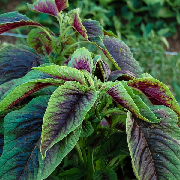 Red Leaf Amaranth Seeds | 苋菜 아마란스 ई Amaranthus tricolor Spinach Yin Choi Xiancai Bireum Callaloo Tandaljo Chaulai Asian Vegetable Seed 2024