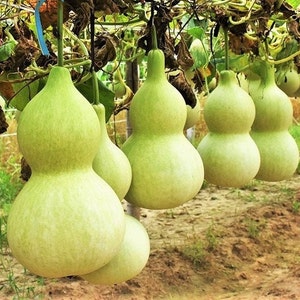 Birdhouse Gourd Seeds | Non GMO Bird House Bottle Garden Calabash Pumpkin Chinese Buddha Squash Asian Vegetable Seed For 2024 Fast Shipping