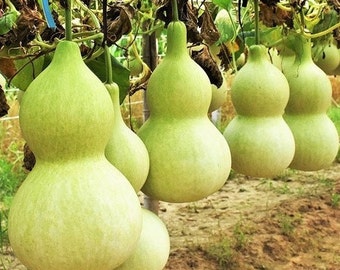 Birdhouse Gourd Seeds | Non GMO Bird House Bottle Garden Calabash Pumpkin Chinese Buddha Squash Asian Vegetable Seed For 2024 Fast Shipping