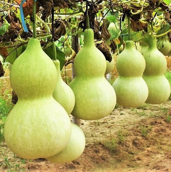 Birdhouse Gourd Seeds Non GMO Bird House Bottle Garden Etsy
