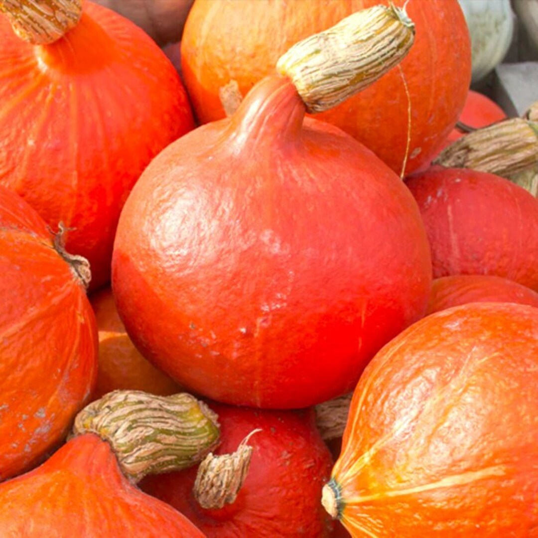 Japanese Red Kuri Squash Seeds Hokkaido Orange Winter Pumpkin Ambercup