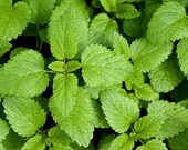 Lemon Balm Seeds Melissa Officinalis Bee Balms Honey Plant Mint Aromatherapy Tea Herb Garden Heirloom Vegetable Seed 2022 Fast Shipping